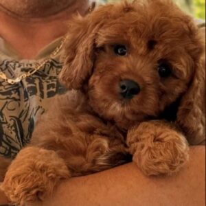 Samy Cavapoo