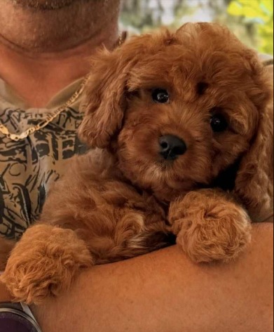 Samy Cavapoo