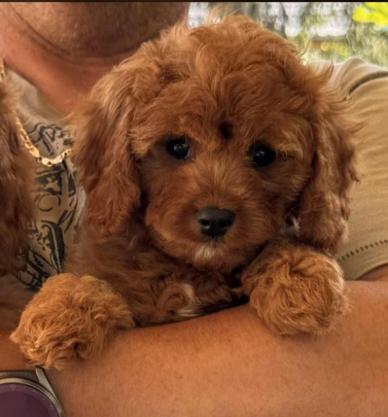 Samy Cavapoo