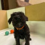 Scarlet Miniature Schnauzer