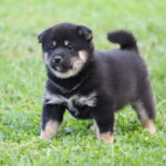 Misha Shiba Inu