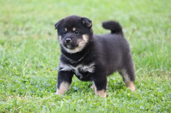 Sarabeth Shiba Inu Sarabeth Shiba Inu