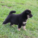 Sarabeth-female-shiba-inu-puppy-for-sale-1 (2)