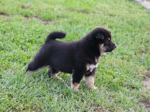 Sarabeth Shiba Inu Sarabeth Shiba Inu