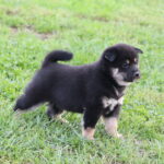 Sarabeth-female-shiba-inu-puppy-for-sale-1 (3)
