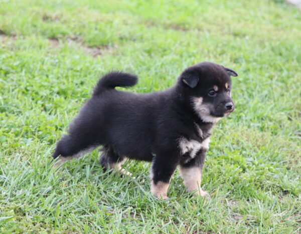 Sarabeth Shiba Inu Sarabeth Shiba Inu