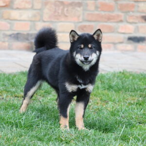 Sarabeth Shiba Inu Sarabeth Shiba Inu