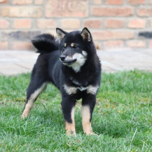 Sarabeth Shiba Inu Sarabeth Shiba Inu