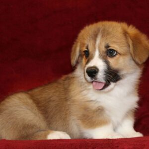Sarrix Welsh Corgi