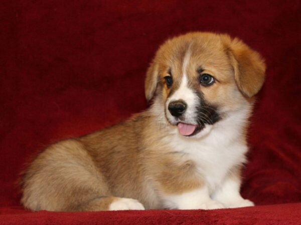 Sarrix Welsh Corgi