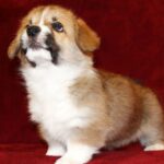 Sarrix-male-Corgi-puppy-for-sale-2