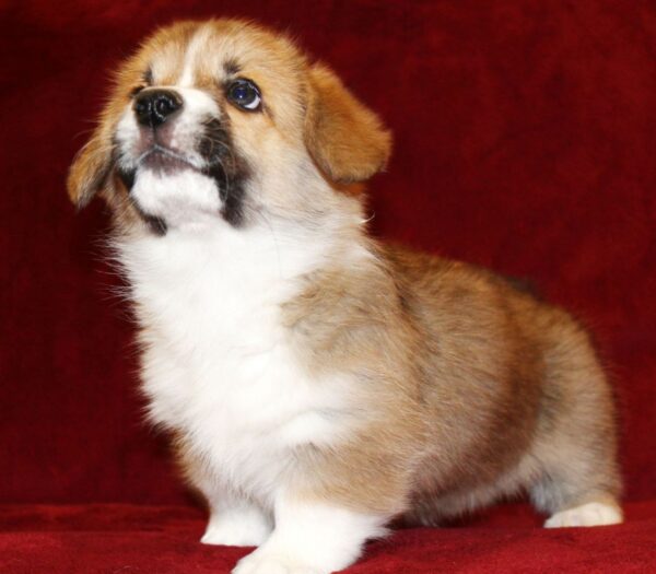 Sarrix Welsh Corgi