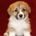 Sarrix-male-Corgi-puppy-for-sale-3