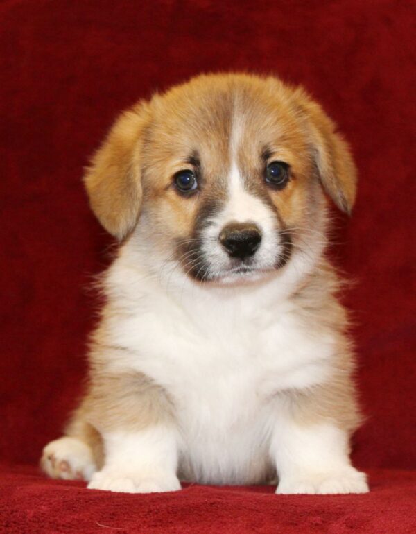 Sarrix Welsh Corgi