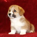 Kylie Welsh Corgi
