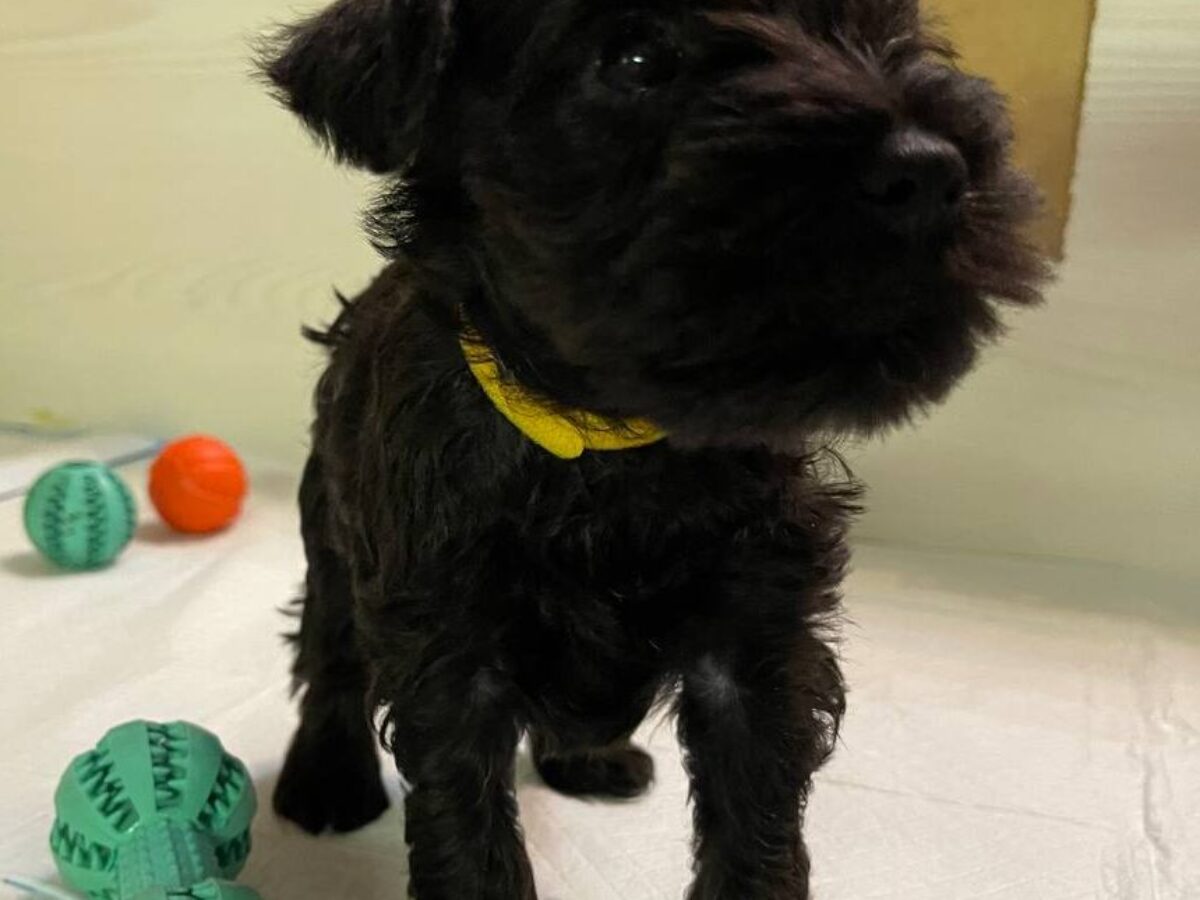 Miniature Schnauzer Dogs and Puppies for sale