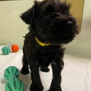 Scarlet Miniature Schnauzer