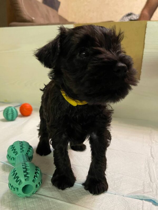 Scarlet Miniature Schnauzer