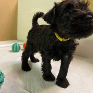 Scarlet Miniature Schnauzer