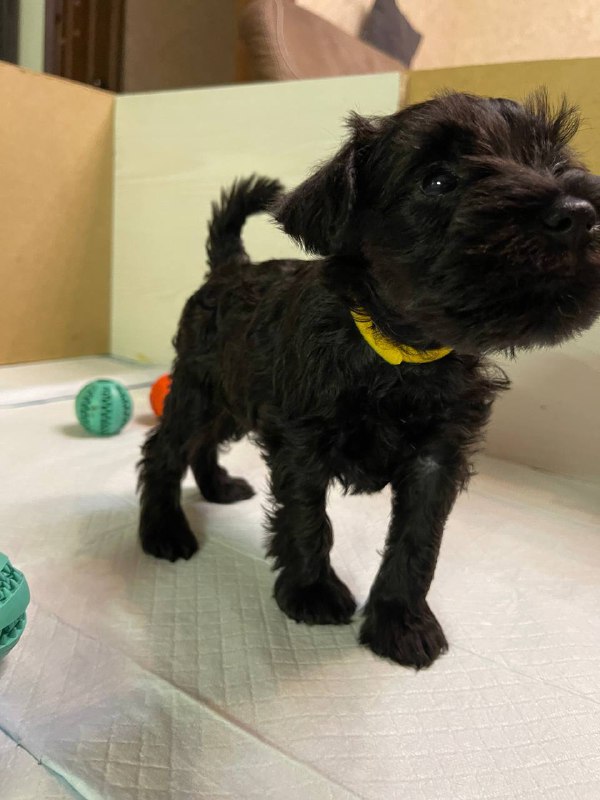 Scarlet Miniature Schnauzer