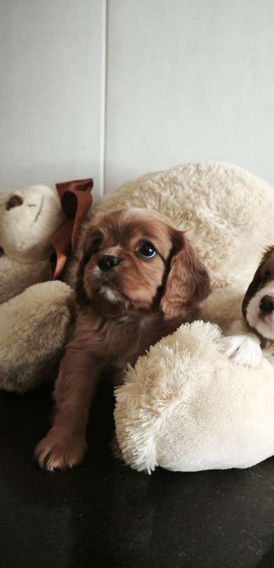 Serafima Cavalier King Charles Spaniel