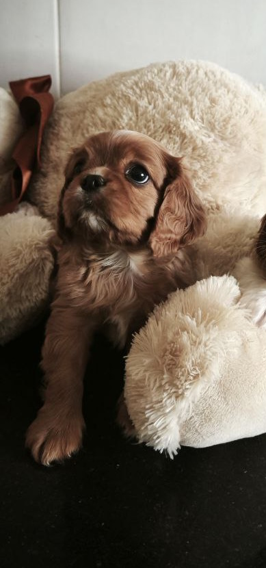 Serafima Cavalier King Charles Spaniel
