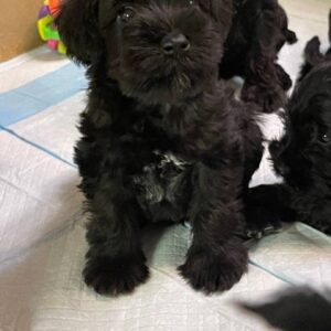 Sergo Miniature Schnauzer