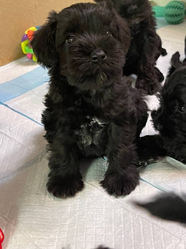 Sergo Miniature Schnauzer