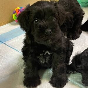 Sergo Miniature Schnauzer