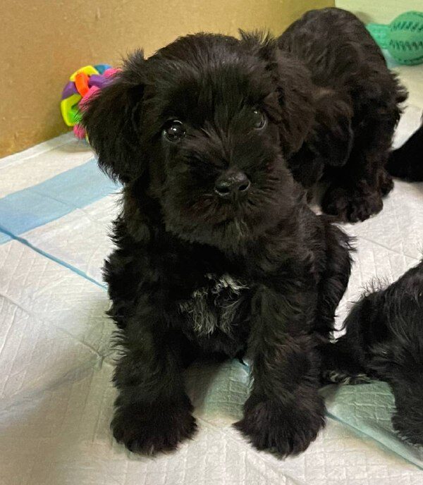Sergo Miniature Schnauzer