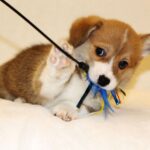 Sarrix Welsh Corgi