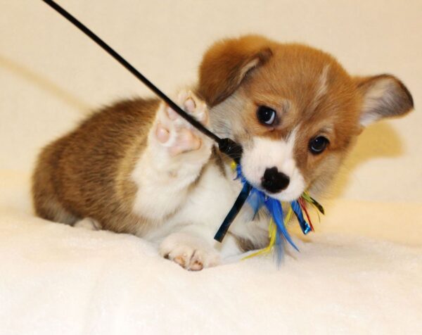 Shayl Welsh Corgi
