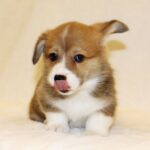 Shayl-male-Corgi-puppy-for-sale-2