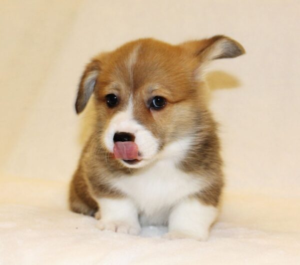 Shayl Welsh Corgi