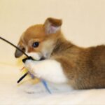 Shayl-male-Corgi-puppy-for-sale-3