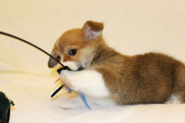 Shayl Welsh Corgi
