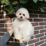 Honda Pomapoo