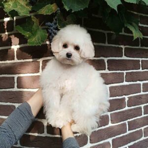 Shine Pomapoo