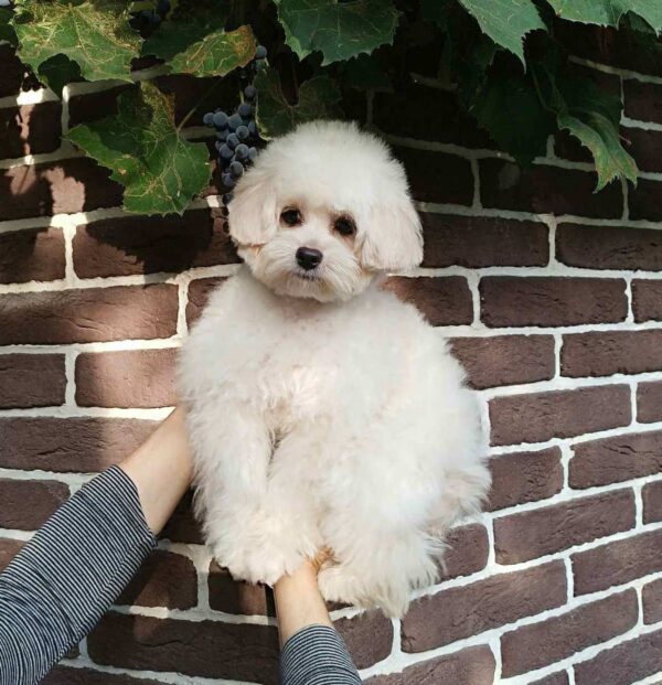 Shine Pomapoo