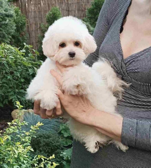 Shine Pomapoo