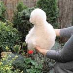 Shine-female-Pomapoo-puppy-for-sale-1 (3)