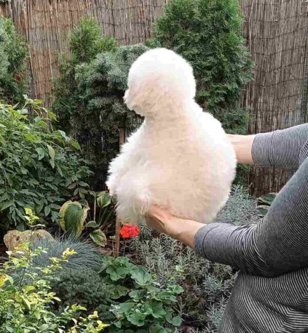 Shine Pomapoo