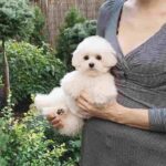 Shine-female-Pomapoo-puppy-for-sale-1 (4)