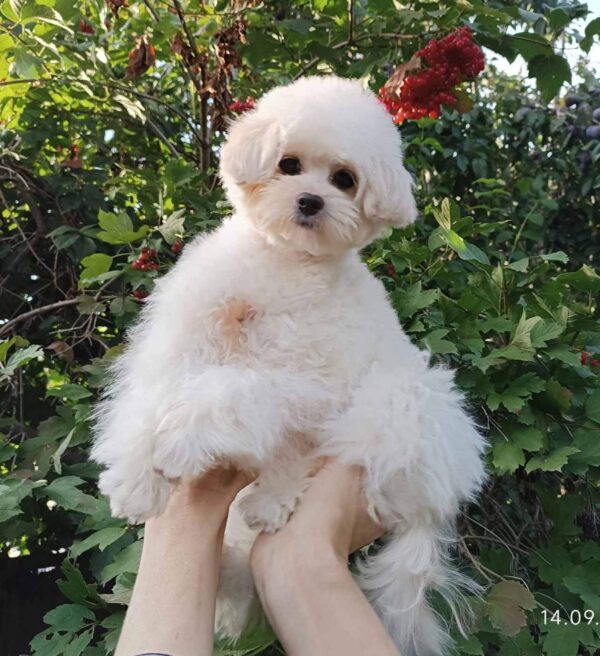 Shine Pomapoo