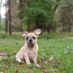 Winston French Bulldog