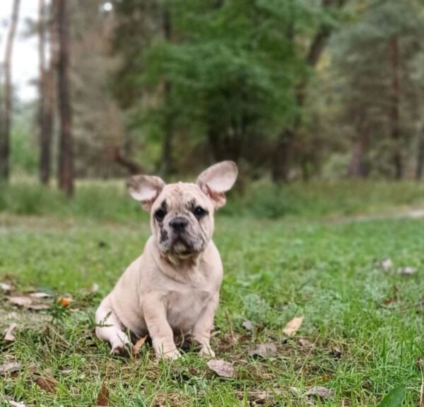 Shrek French Bulldog