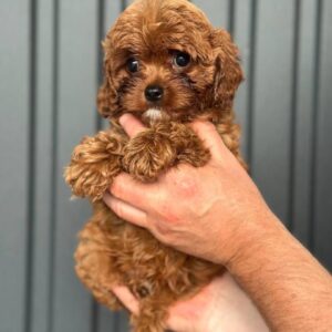 Sia Cavapoo