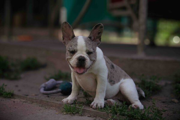 Sigma French Bulldog