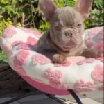 Oscar French Bulldog