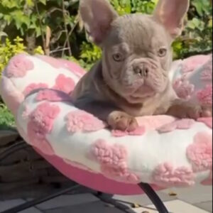 Silver French Bulldog